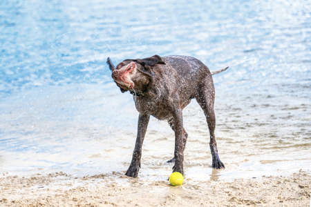 Detailed German Short haired Pointer stands on the sand. The dog shakes off after swimming in the blue lake. Ears and mouth flap, water splashes fly around.の写真素材