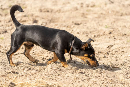 Young Jack Russell Terrier sniffs on yellow sand. The young brown-black dog shines in the sun. Seen from the sideの写真素材