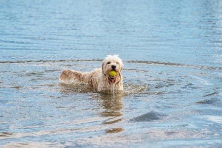 Labradoodle dog runs out of the water with a yellow ball in its mouth. White curly dog in the blue...