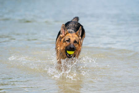 Young happy German Shepherd, playing in the water. The dog splashes and jumps happily in the lakeの写真素材