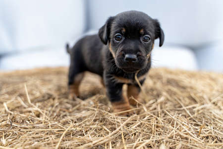 One month old brown Jack Russell stands on a pack of hay. Out for the first time, Animal themes,...