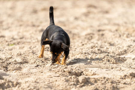 Jack Russell Terrier running on green grass Young Jack Russell Terrier sniffs on yellow sand. The young brown-black dog shines in the sun. Front view, copy space.の写真素材