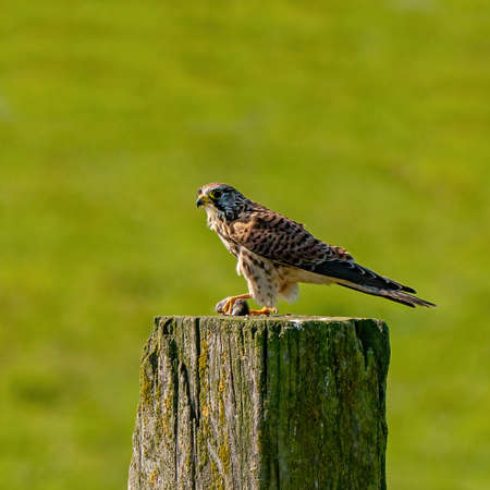 Portrait of a Kestrel. The bird sits on a wooden post in the grass. The predatory, wild bird has a...