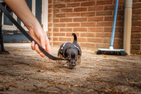 One month old puppy wears a harness Outside on the terrace, on a leash. Seen from the front. Hand hold the line, broom against the wall in the background.の写真素材