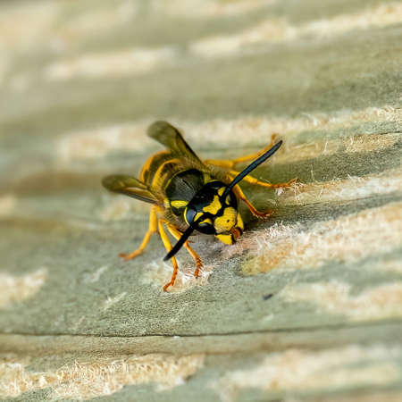 Wasp gathering wood fibers for nest building. A yellow and black wasp. Outside on a wooden plank....