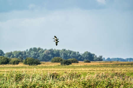 Two Barnacle Geese, Branta leucopsis, flying in a blue sky. Above grass and already in autumn. In their habitat.の写真素材
