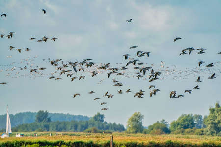 A flock of Barnacle Geese, Branta leucopsis, flying in a blue sky. Above grass and reeds in autumn....