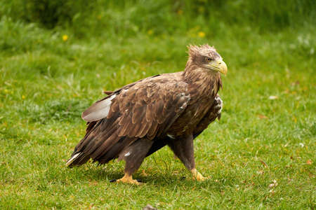 A detailed bald eagle walks in the green grass. The large brown bird of prey looks around.の写真素材