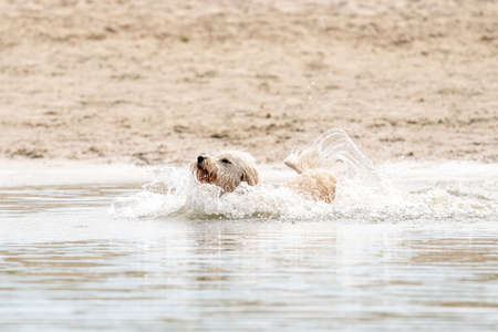 White Labradoodle dog jumps into a lake. Lots of water splashes flying around. Playing and swimming, animal themes.の写真素材