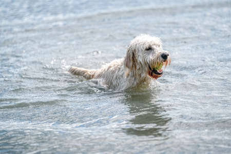 Labradoodle dog playing in a lake. White dog swims in the water.Yellow ball in its mouthの写真素材