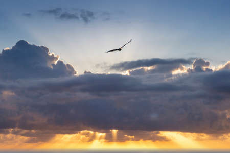 Buzzard in flight with wings outstretched, with spectacular, dramatic blue and orange sky. colorful, one animal, background, animal themes, sunsetの写真素材
