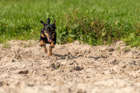 Jack Russell Terrier runs on yellow sand. The young brown black dog is playing and having fun. Seen from the front during the jump, with shadow.の写真素材