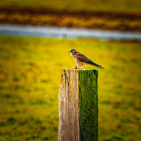 Portrait of a Kestrel. The bird sits on a wooden post in the grass. The predatory, wild bird has a mouse in its paw. Caught prey, meat, eating bird of prey. ditch, water.の写真素材