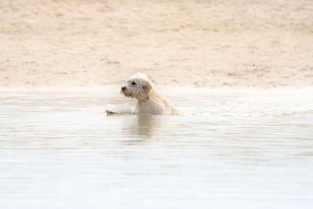 White Labradoodle dog is playing in a lake. White dog swims in the water. Dogs head just above water