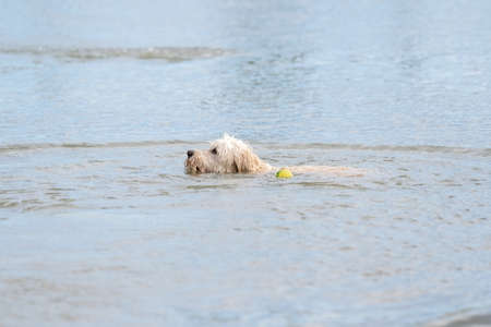 Labradoodle dog playing in a lake. White dog swims in the water. Yellow tennis ball