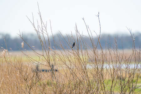 Singing bird, Reed Bunting sitting on a branch. Small bird with a black head in the yellow alder and bushes.の写真素材