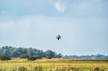 Two Barnacle Geese, Branta leucopsis, flying in a blue sky. Above grass and reeds in autumn. In...