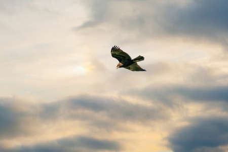 Buzzard in flight with wings outstretched, with spectacular, dramatic blue and yellow sky. colorful,...