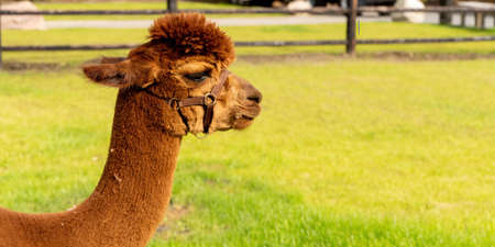 A brown Alpaca head, in panorama. In a green field with flowers. Wooden fence. Selective focus on the white alpacas head. Long cover, web bannerの写真素材