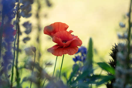 Wild poppy flower on blurred yellow background with purple lupine and other wild flowers. Vintage colors, card, greeting card or funeralの写真素材