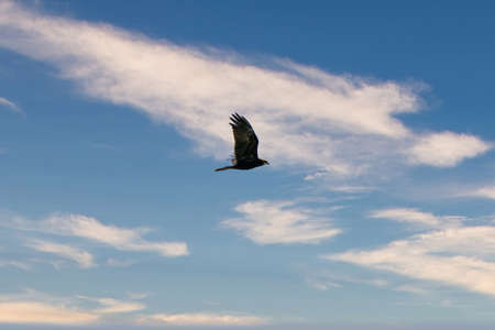 Buzzard in flight with wings outstretched, with spectacular, dramatic blue and white sky. colorful,...