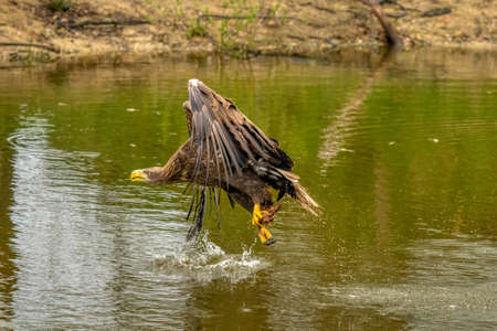 A hunting European eagle makes the landing above water, trees in the background. Grabs the prey in...