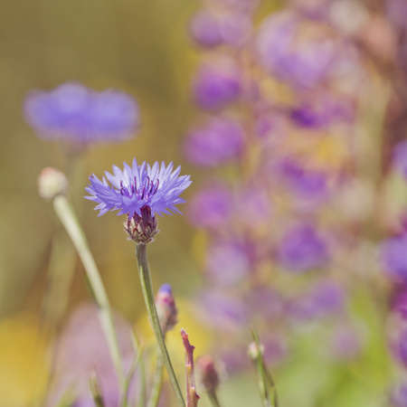 Summer landscape with wildflowers cornflowers and purple lupine in the rays of the sun. Vintage coloring, card, greeting card or funeral, square photo.の写真素材