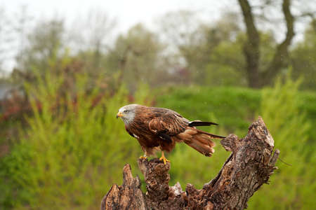 A detailed portrait of Red kite, bird of prey. Land with outspread wings on a stump in the rain....