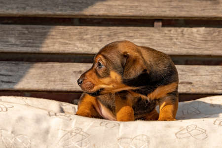 One month old brown Jack Russell puppy sitting on a wooden garden bench. Out in the sun for the first time. Animal Themes, pillow, Selective Focus, Blurの写真素材