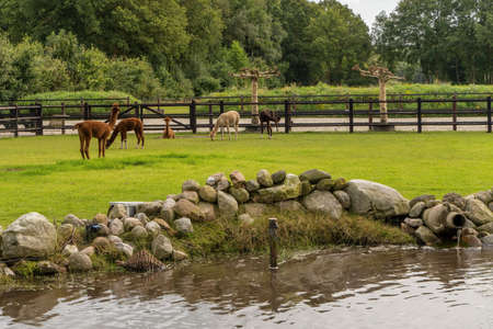 Five Alpacas in a green meadow. A fenced yard with wood, pounds in the foreground. In summer, green hedge and trees in the background. animal-themed. Selective focus.の写真素材