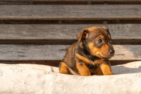 One month old brown Jack Russell puppy sitting on a wooden garden bench. Out in the sun for the first time. Animal Themes, pillow, Selective Focus, Blurの写真素材