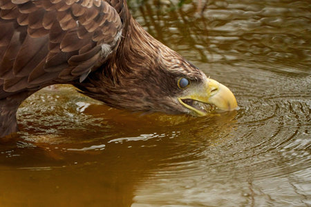 A sea eagle is drinking in the water. Close up of the birds head, Water droplets leak from the beak. Detailed, yellow beak brown feathers, animal themesの写真素材