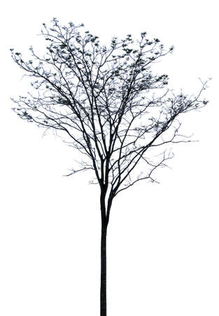 Silhouette of dead tree with no leaves on white background. isolated. Contains the clipping path , montageの写真素材