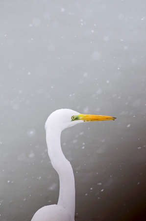 Portratit of a white heron in winter under snowの写真素材