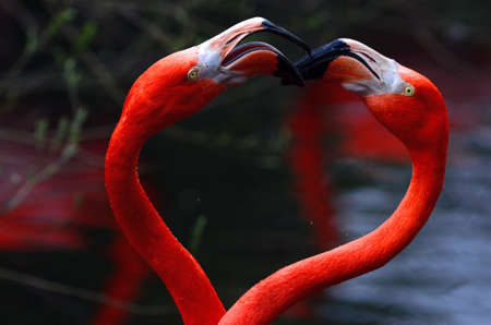 Portratit photo of two red flamingos making an heart togetherの写真素材