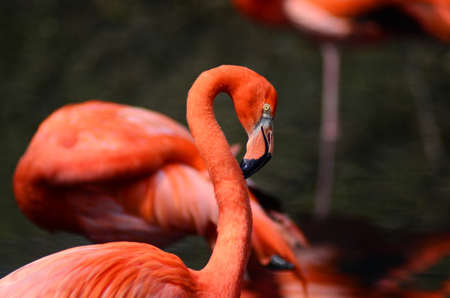 Wonderful red flamingo portraitの写真素材
