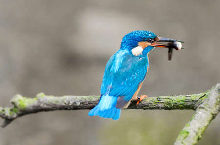 A colored kingfisher is eating a fish