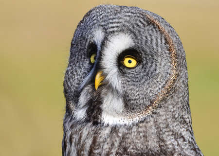 A fantastic  portrait of  a great gray owlの写真素材