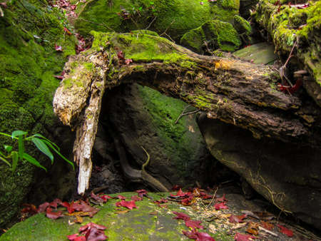 mapleの写真素材