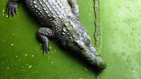 Alligatorの写真素材