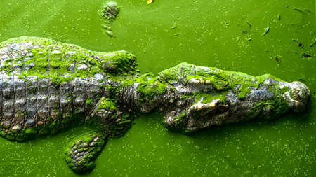 Alligatorの写真素材