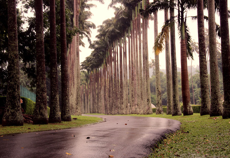 Botanical Garden (Sri Lanka)の写真素材