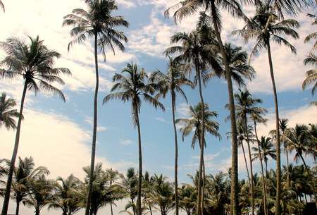 Palms and Skyの写真素材