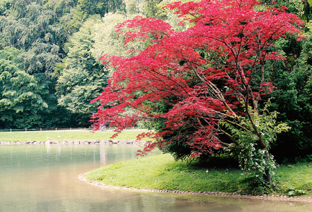 Beautiful Red Leave Tree Surrounded with Lakeの写真素材