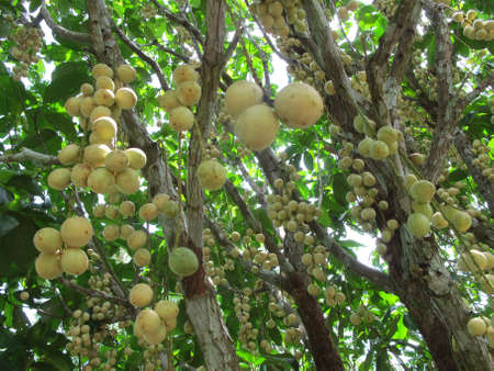 tropical fruits