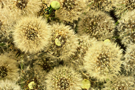 Background of dandelions