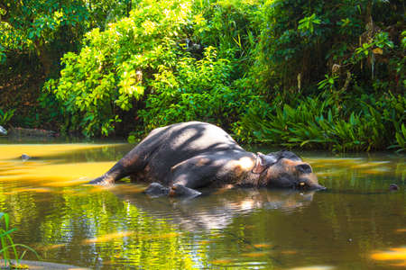 An elephant lying in the water, against a background of beautiful tropical nature, Sri Lankaの写真素材