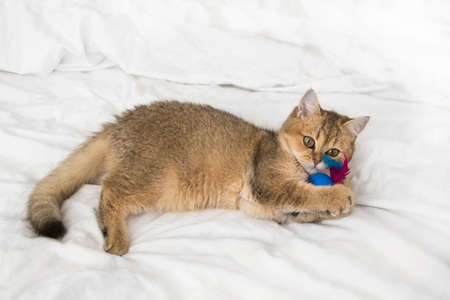 Beautiful cat of breed British golden chinchilla.