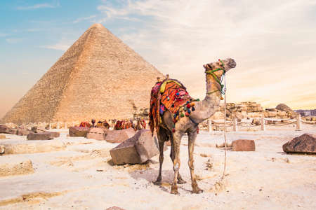 Camel against the background of the pyramids of the pharaohs Cheops, Khafren, and Mikerin in Giza,...