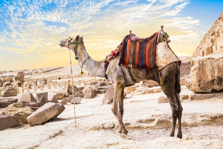 Camel against the background of the pyramids of the pharaohs Cheops, Khafren and Mikerin in Giza,...